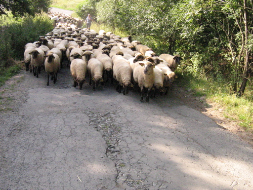 sheep