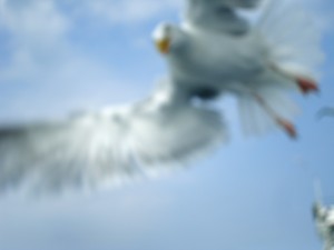 folkfae23