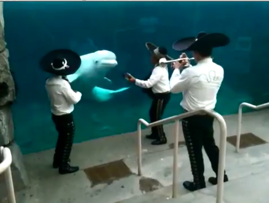 mariachi111
