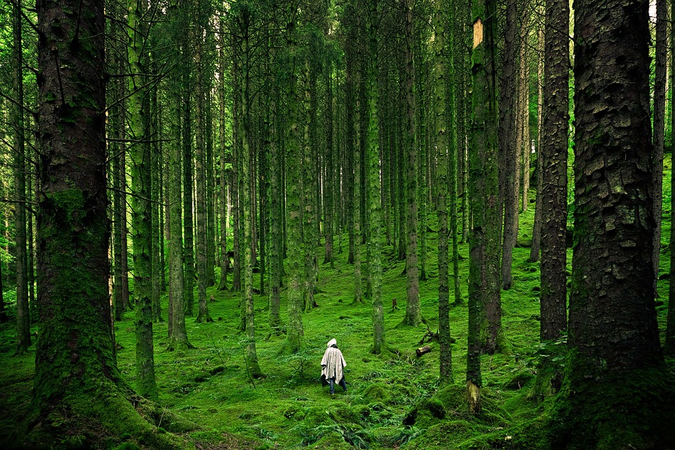 Moss-Forest