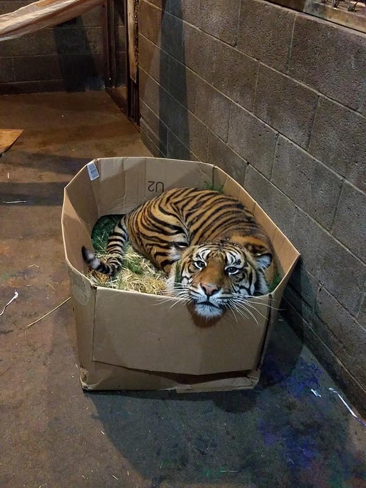 cardboardtiger