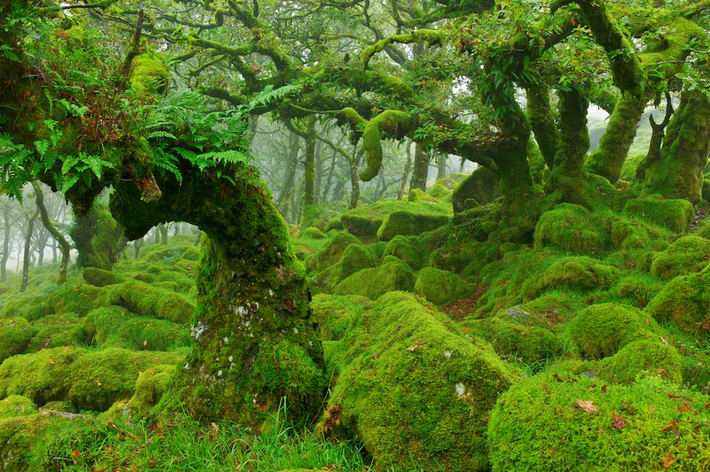 moss