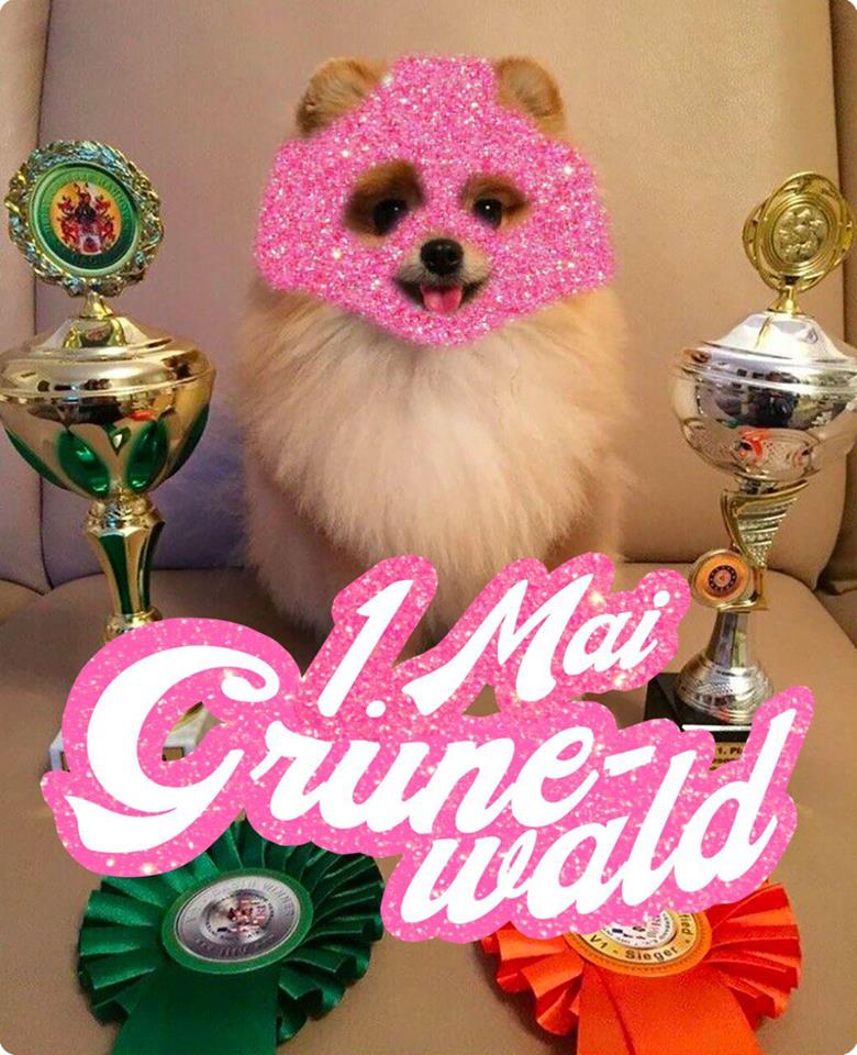 dog